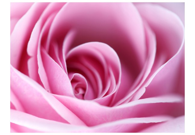 Fototapeta - Růžová růže