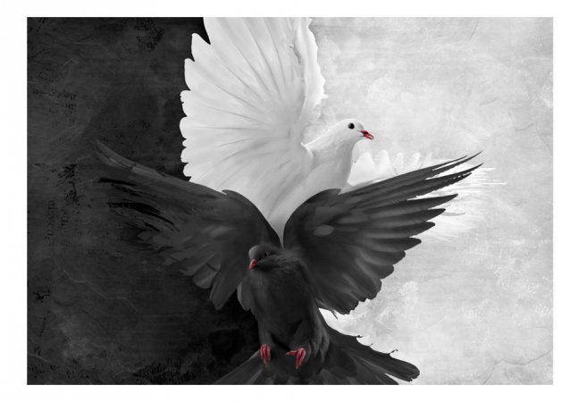 Fototapeta - Biele a čierne holuby