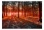 Samolepiaca fototapeta - Jeseň: ráno v lese