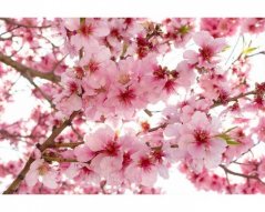 Fototapeta - Květy jabloní
