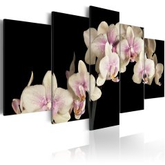 Obraz - Orchidej - kontrast barev
