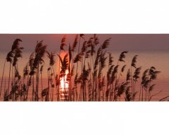 Panoramatická fototapeta - Rákos na jezeře