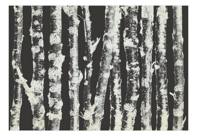 Samolepiaca fototapeta - Statné brezy - II
