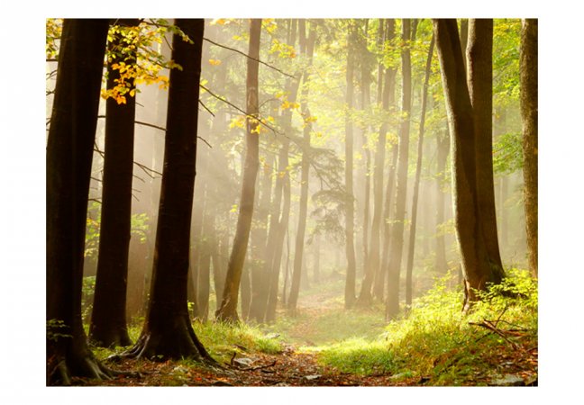 Fototapeta - Tajomná lesná cesta