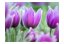 Fototapeta - Fialové jarní tulipány