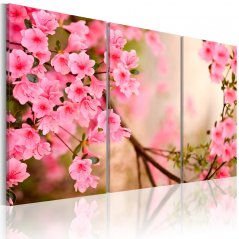 Obraz - Ružové čerešňové kvety