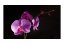 Fototapeta - Rosa na orchidei I