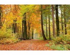 Fototapeta - Podzimní lesík