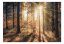 Samolepící fototapeta - Podzimní les I