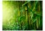 Fototapeta - Džungle - bambus