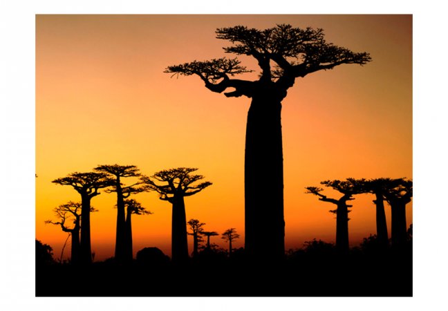 Fototapeta - Africký Baobab