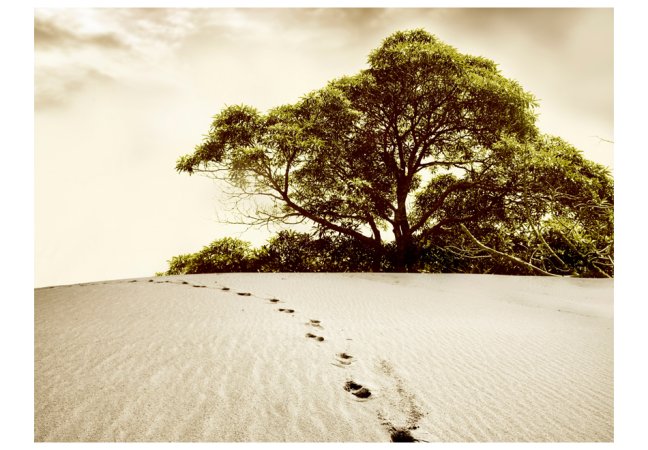 Fototapeta - Strom v púšti