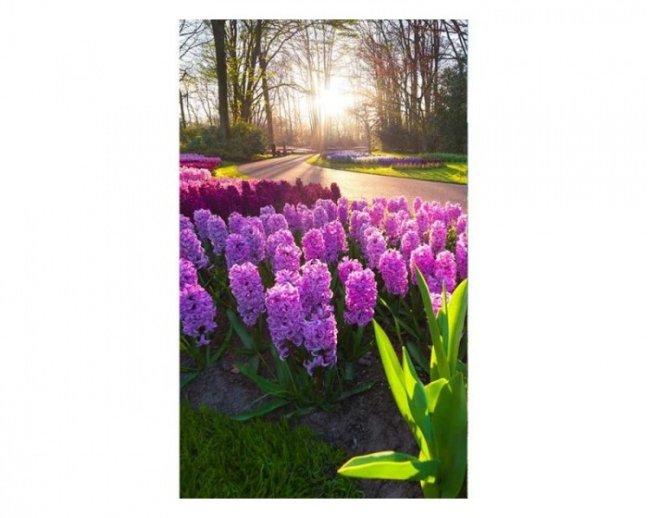 Fototapeta - Květiny hyacintu - Šířka x Výška: 375x250