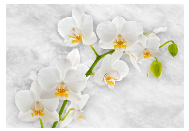 Fototapeta - Lyrická orchidej - bílá