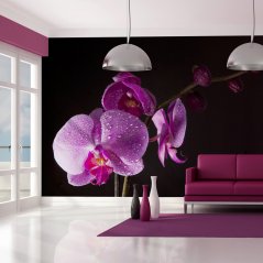 Fototapeta - Rosa na orchidei II