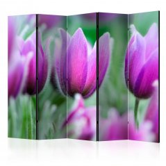 Paraván - Fialové jarní tulipány II