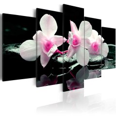 Obraz - Zvyšok orchideí