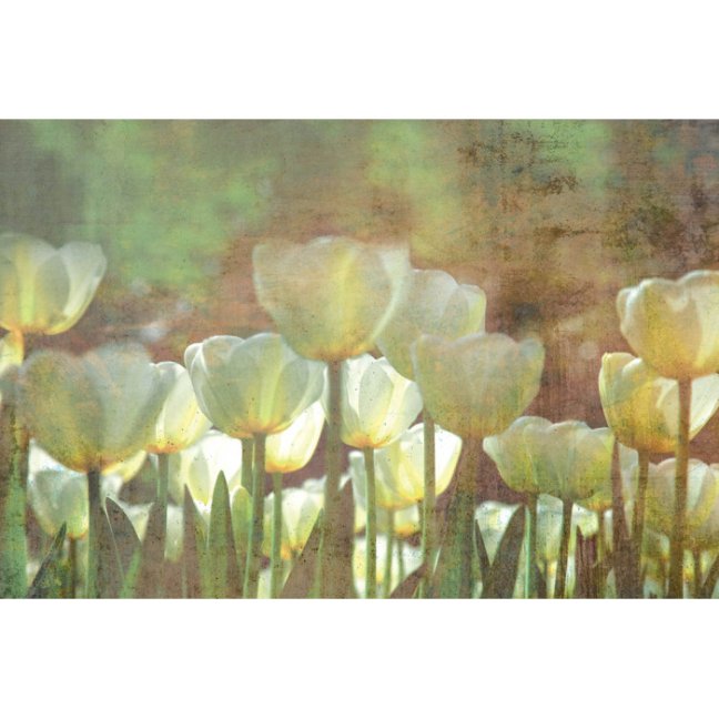Fototapeta - Abstraktní bílé tulipány
