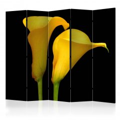 Paraván - Dva žlté kvety kaly na čiernom pozadí II