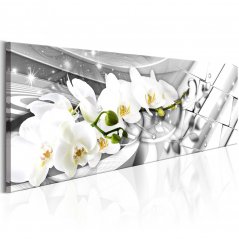 Obraz - Skrútené orchidey
