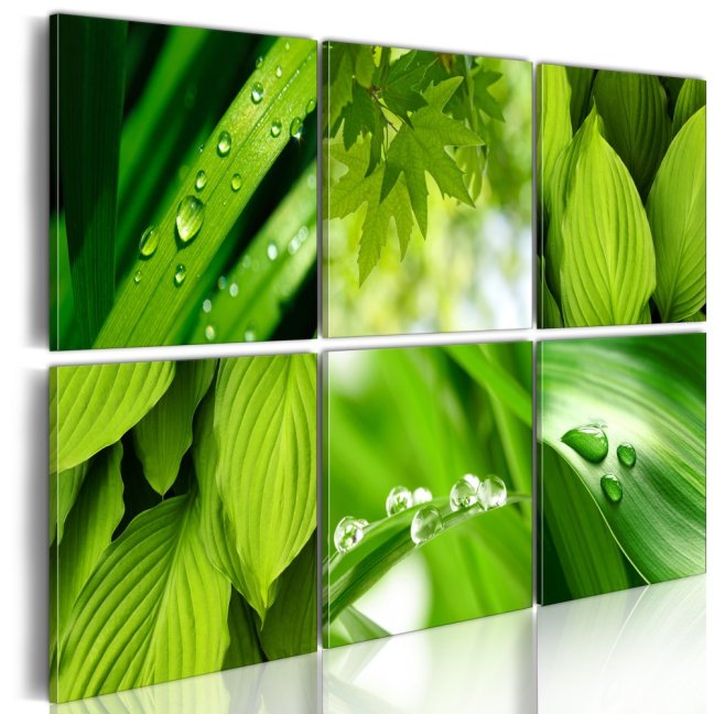 Obraz - Svieže zelené listy