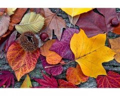 Fototapeta - Podzimní listí