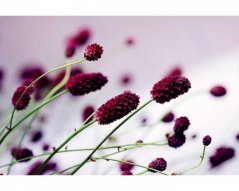 Fototapeta - Fialový kvet