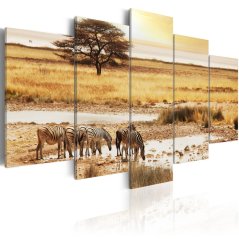 Obraz - Zebry na savane