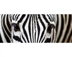 Panoramatická fototapeta - Zebra