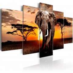 Obraz - Migrácia slonov