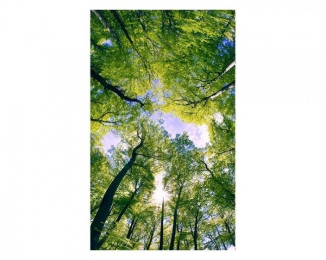 Fototapeta - Stromy v oblacích