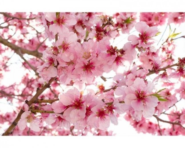 Fototapeta - Květy jabloní - Šířka x Výška: 375x250