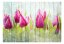 Fototapeta - Tulipány na bílém dřevě