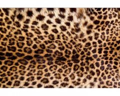 Fototapeta - Leopardí kůže
