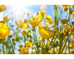 Fototapeta - Žluté květiny