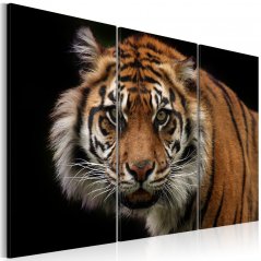 Obraz - Divoký tygr