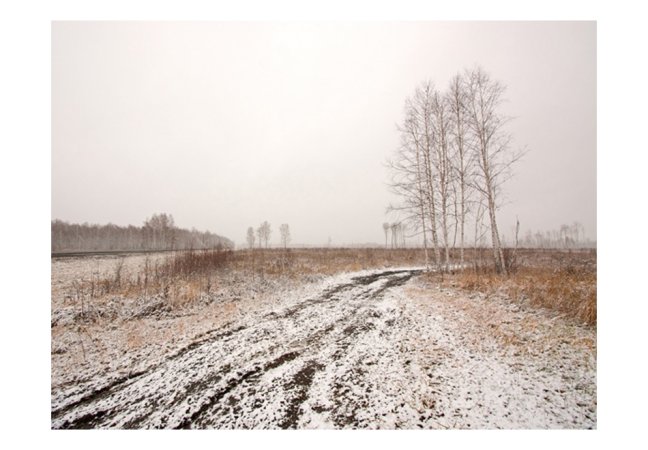 Fototapeta - Zimní pole