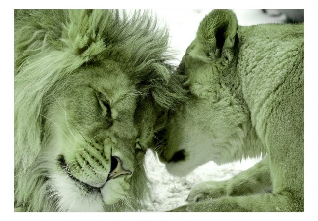 Fototapeta  - Lion Tenderness (zelená)