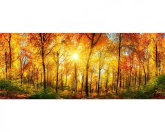 Panoramatická fototapeta - Slunečný les