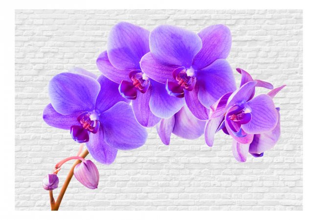 Fototapeta - Fialová orchidej II