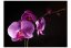 Fototapeta - Rosa na orchidei II