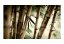 Fototapeta - Mlha a bambusový les