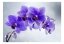 Samolepící fototapeta - Rozloučení s květy orchideje