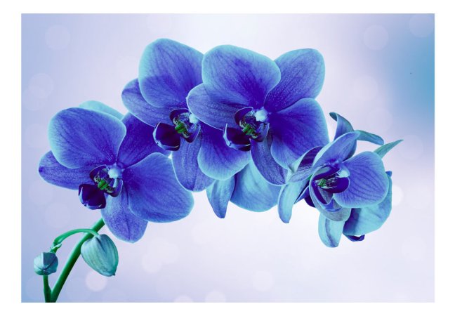 Samolepící fototapeta - Okamžiky samoty květu orchideje