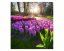 Fototapeta - Květiny hyacintu - Šířka x Výška: 225x250