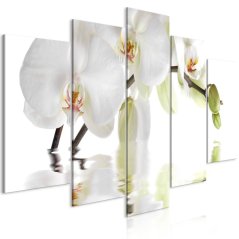 Obraz - Nádherná orchidej