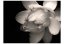 Fototapeta - Květ lotosu