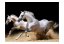 Fototapeta - Cválající koně v písku
