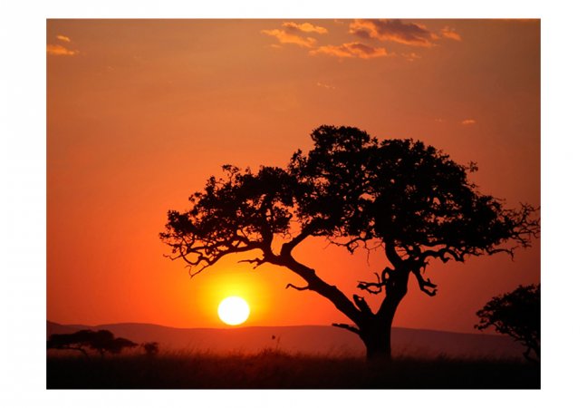 Fototapeta - Afrika: západ slnka
