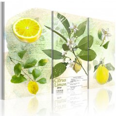 Obraz - Ovocie: citrón